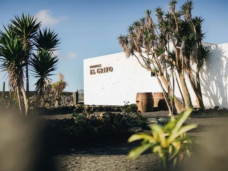 Façade blanche des Bodegas El Grifo à Lanzarote, palmiers et tonneaux sur sol volcanique